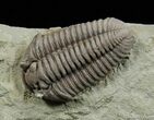 Very Large And Inflated Flexicalymene Trilobite #493-2